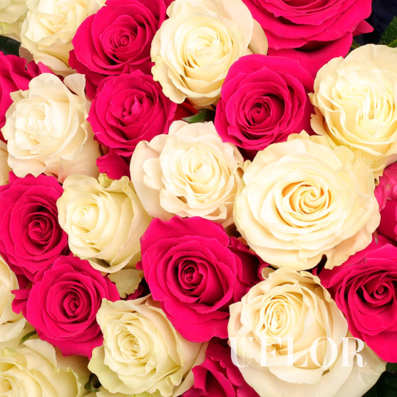 35 белых и розовых Эквадорских роз 70см
