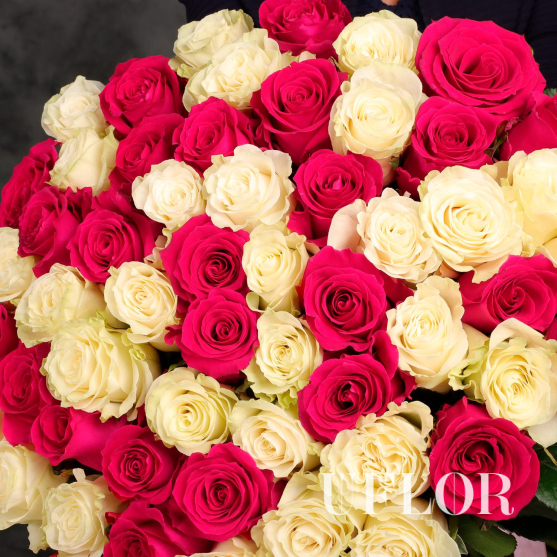51 белая и розовая Эквадорская роза 70см