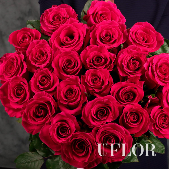 25 розовых Эквадорских роз 70см