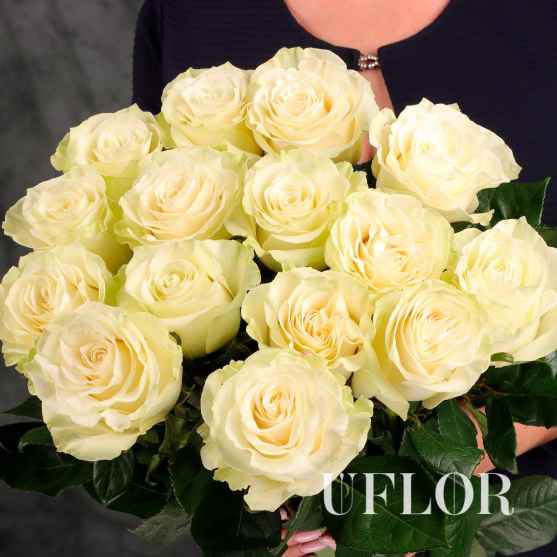 15 белых Эквадорских роз 90см