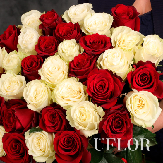 31 красная и белая Эквадорская роза 70см