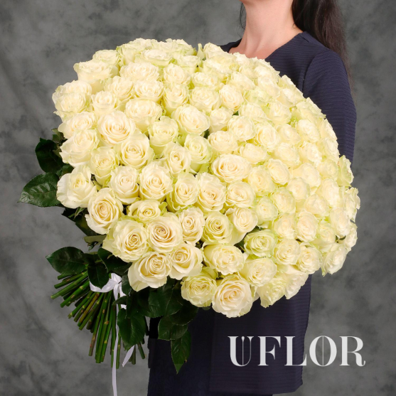 101 белая Эквадорская роза 70см