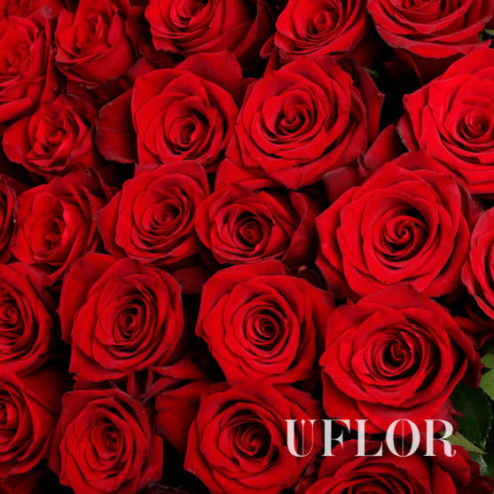31 красная Эквадорская роза 70см