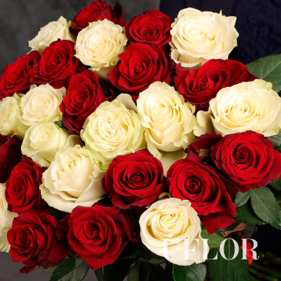 25 красных и белых Эквадорских роз 70см
