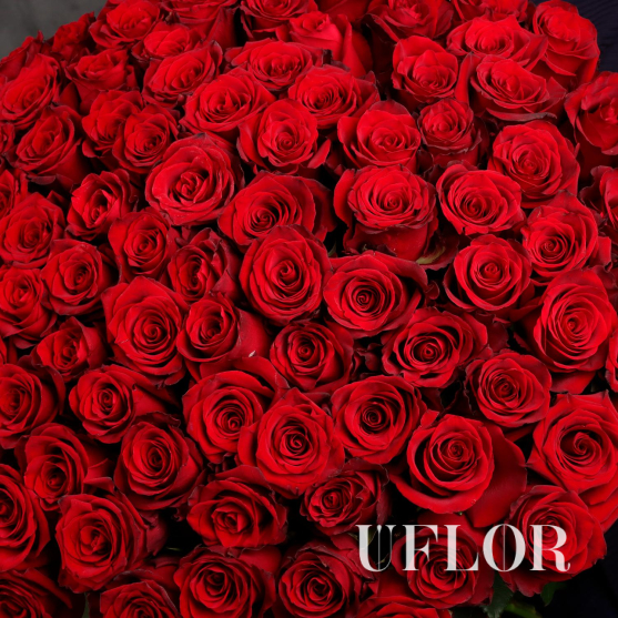 101 красная Эквадорская роза 100см