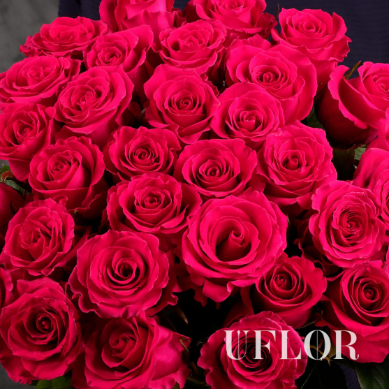 35 розовых Эквадорских роз 70см