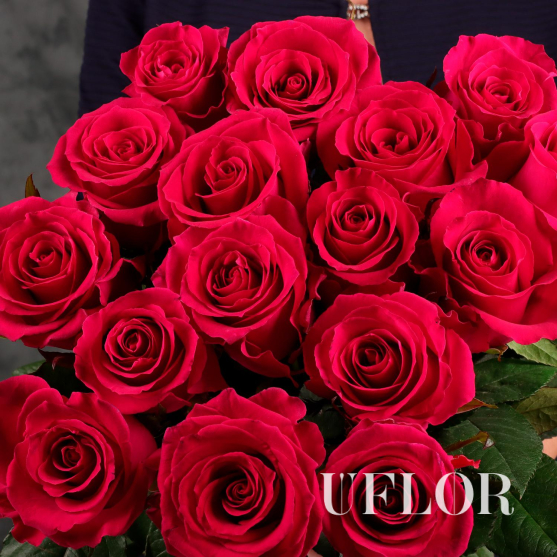 15 розовых Эквадорских роз 70см