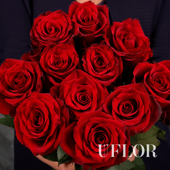11 красных Эквадорских роз 70см