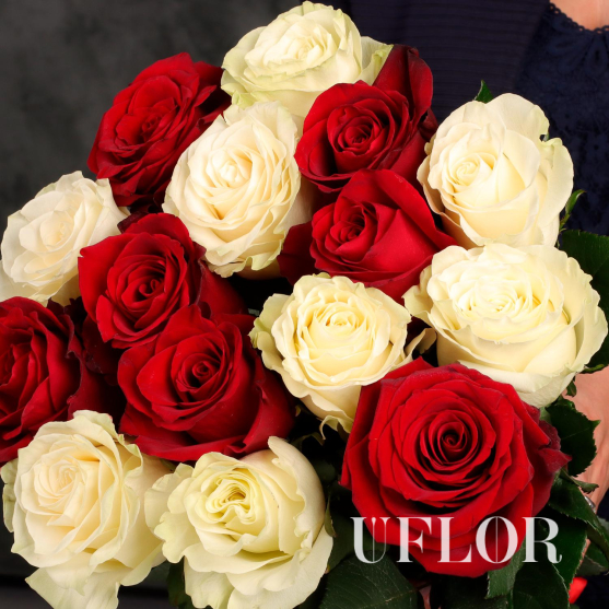 15 красных и белых Эквадорских роз 70см