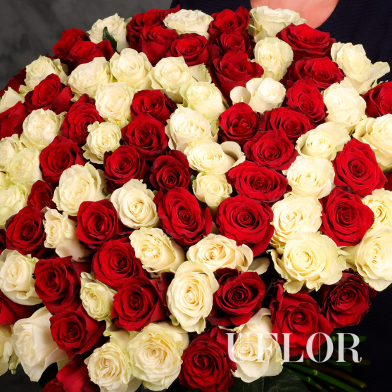 101 красная и белая Эквадорская роза 70см